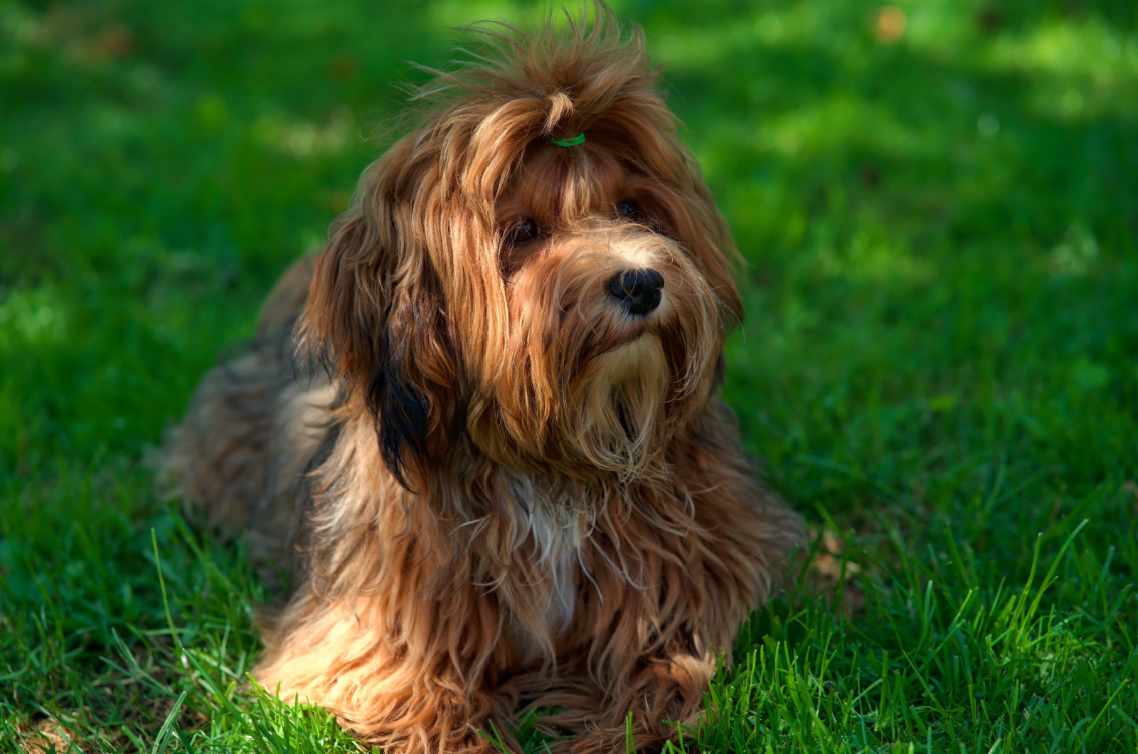 Havanese