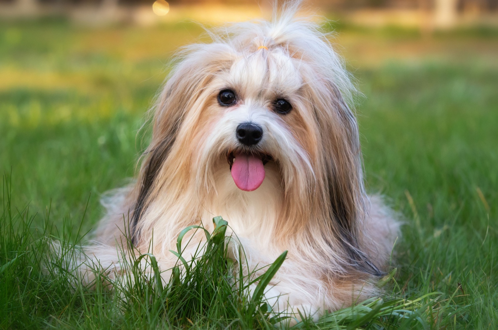 Havanese