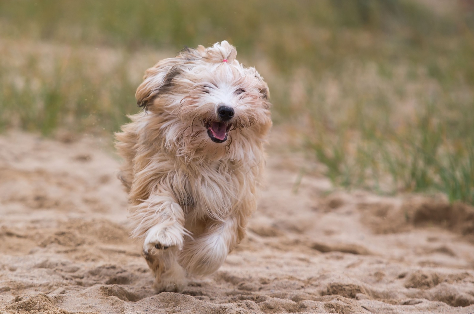 Havanese