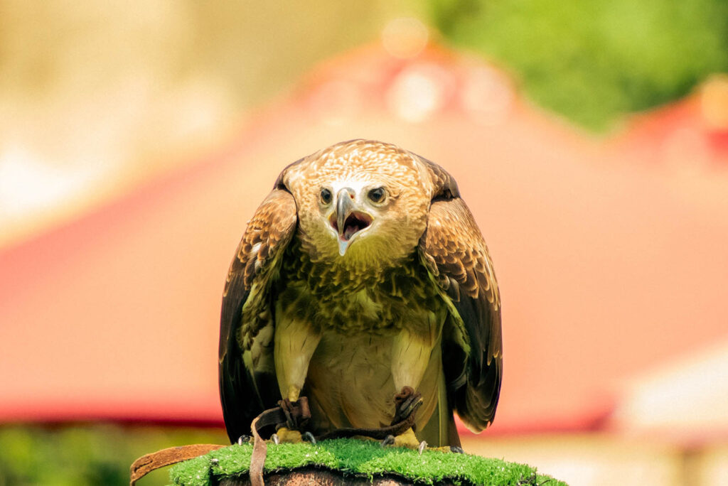 Hawaiian Hawk