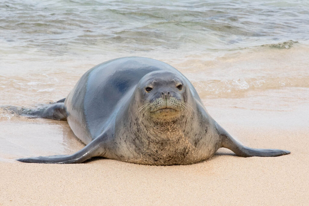 Hawaiian Monk Seal