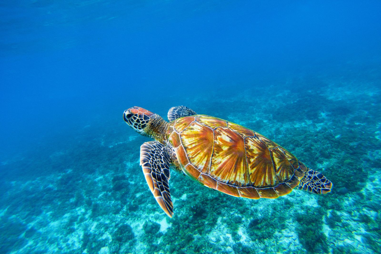 Hawksbill Sea Turtle