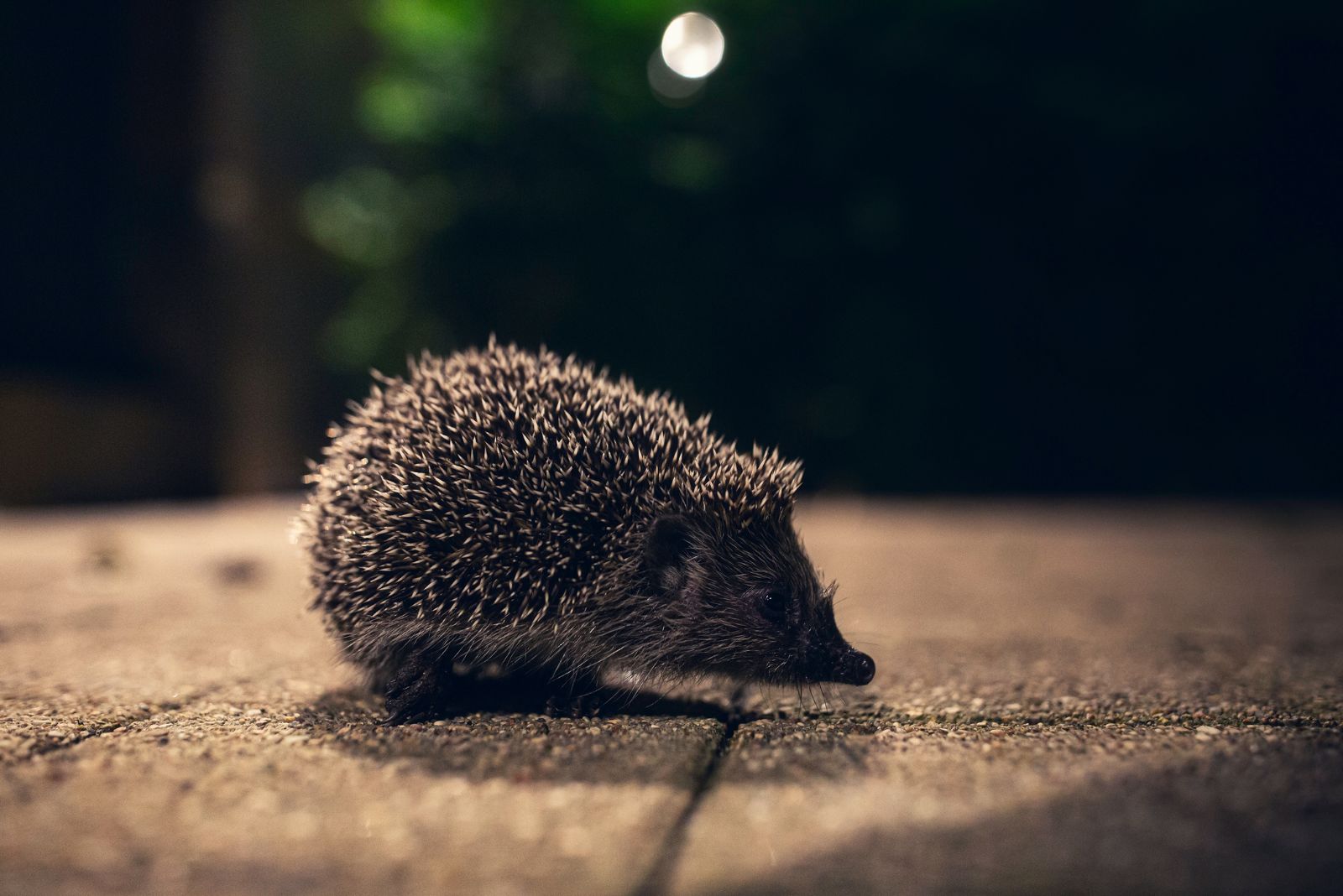 Hedgehog