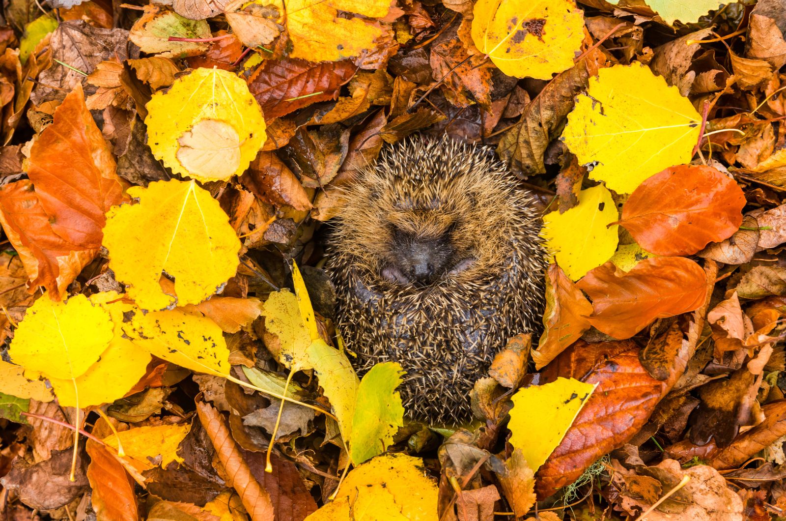 Hedgehogs