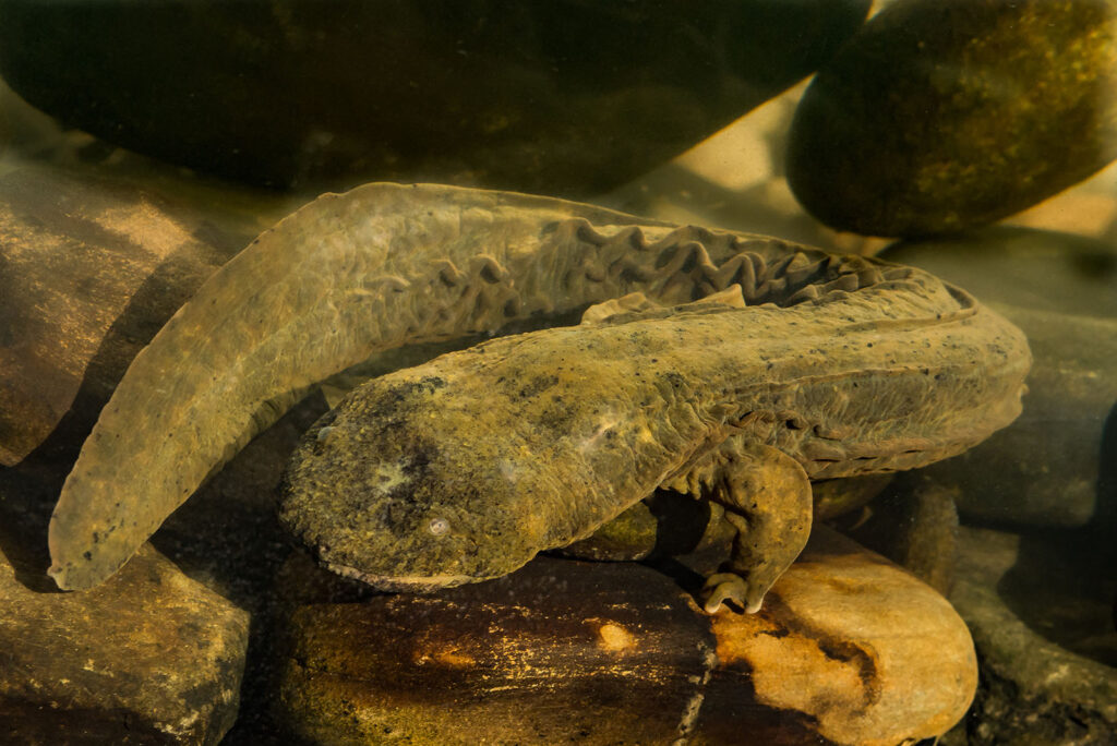 Hellbender