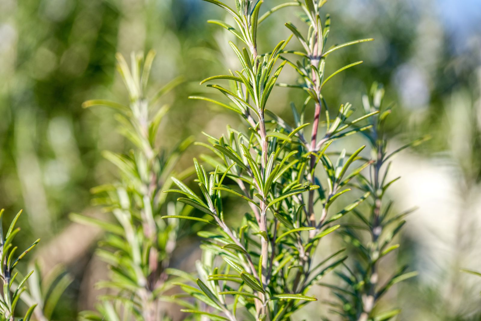 Herbs And Plants