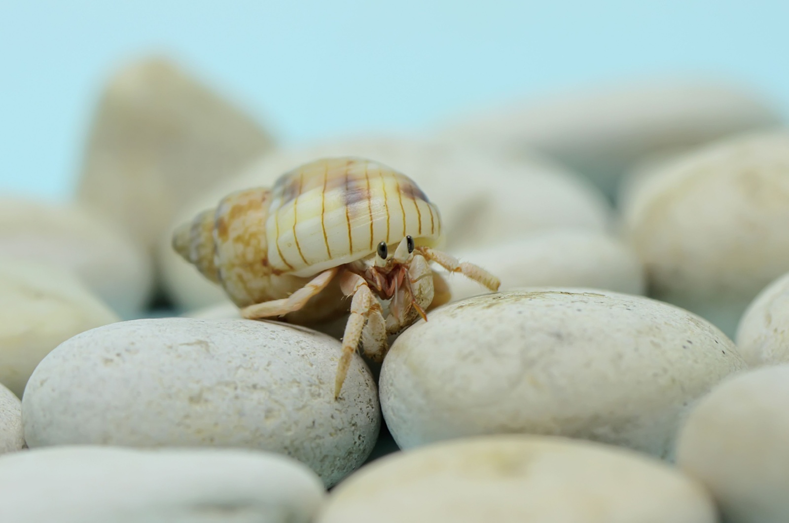 Hermit Crab