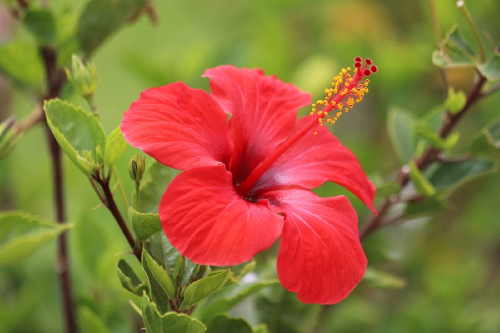 Hibiscus