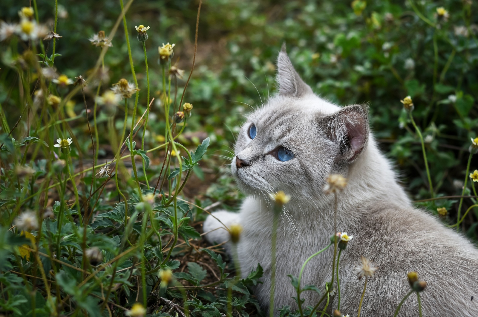 Himalayan Cat laying in grass