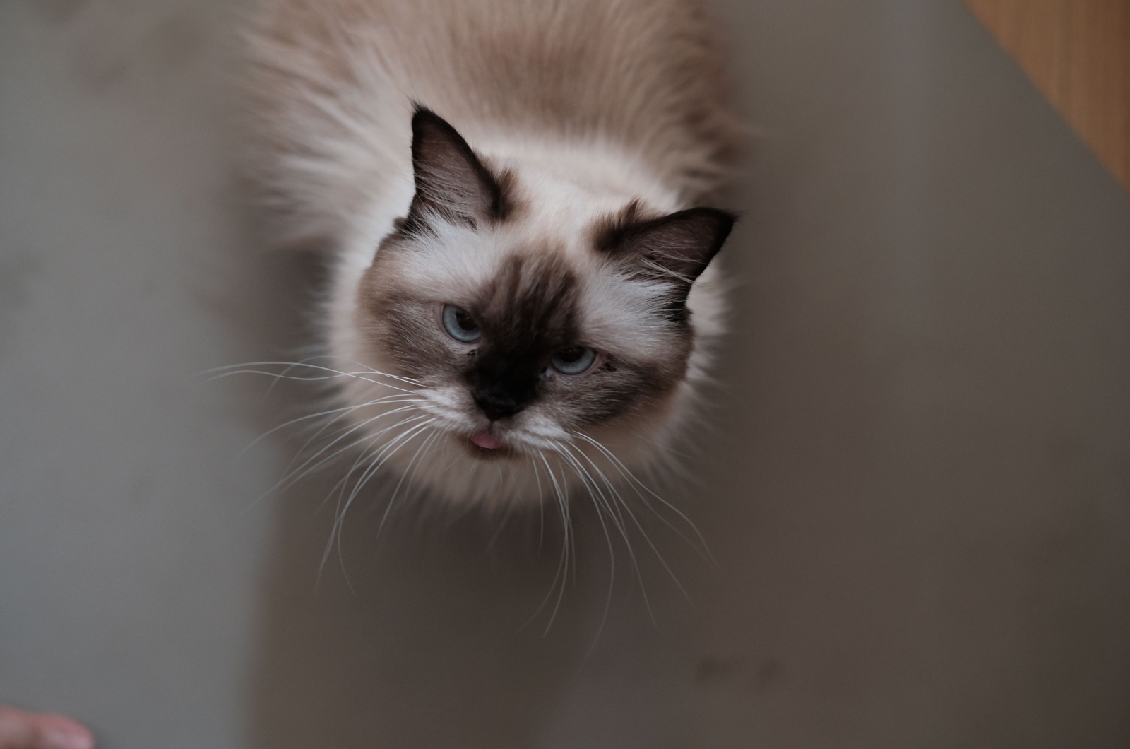 Himalayan cat