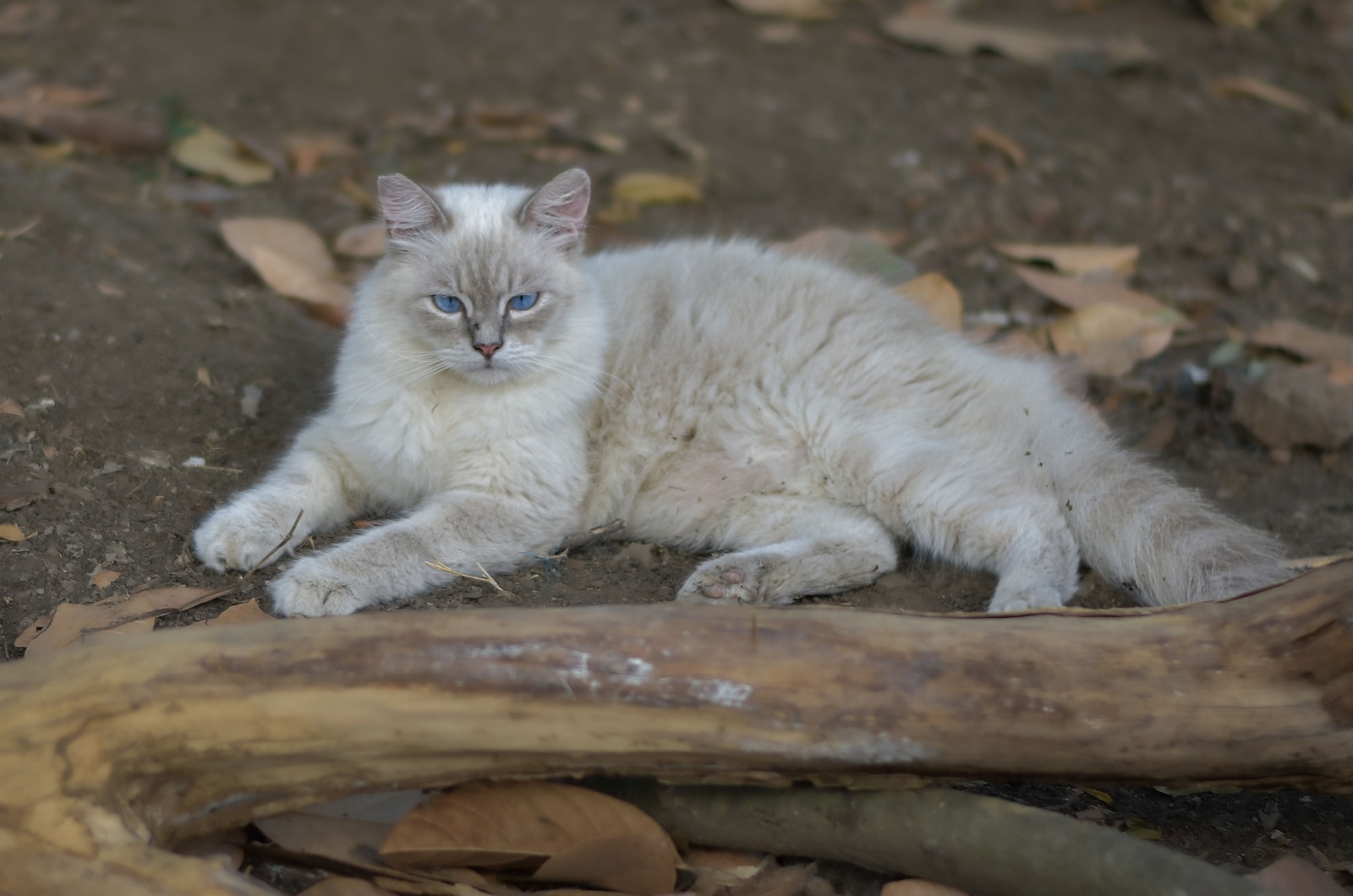 Himalayan cat laying down