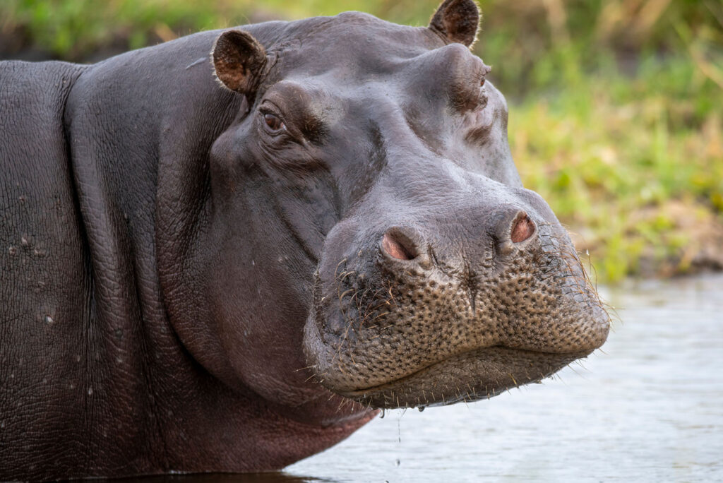 Hippopotamus