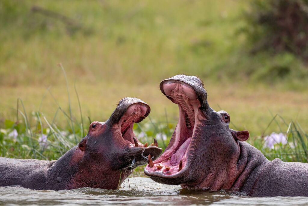 Hippos