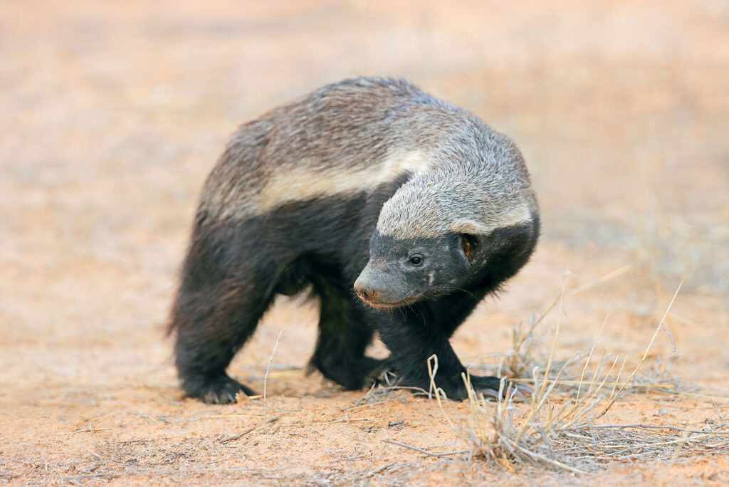 Honey Badger