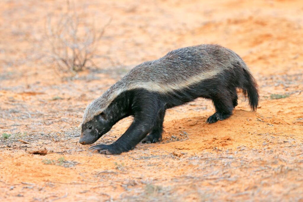 Honey Badger