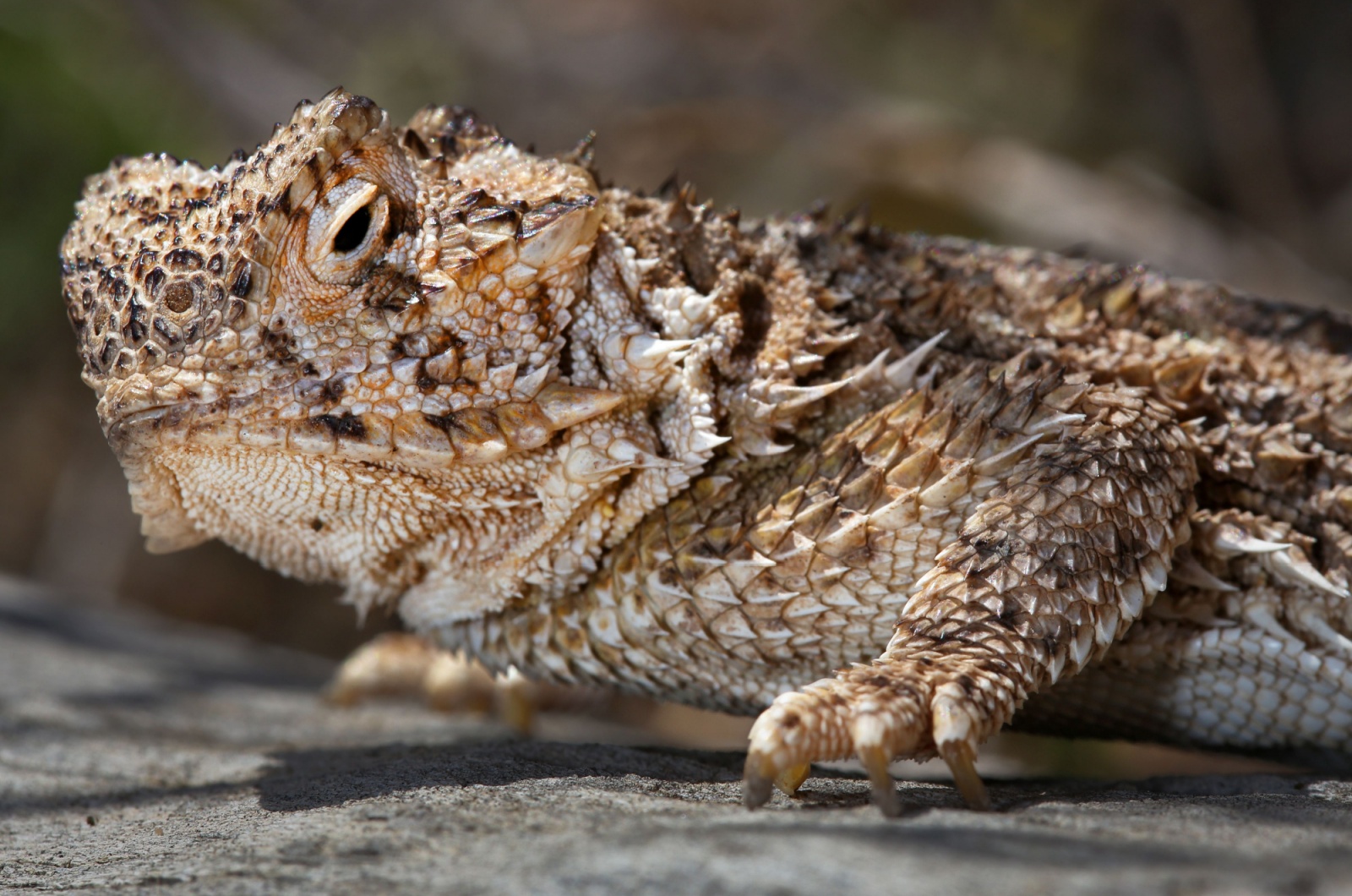 Horned Lizard