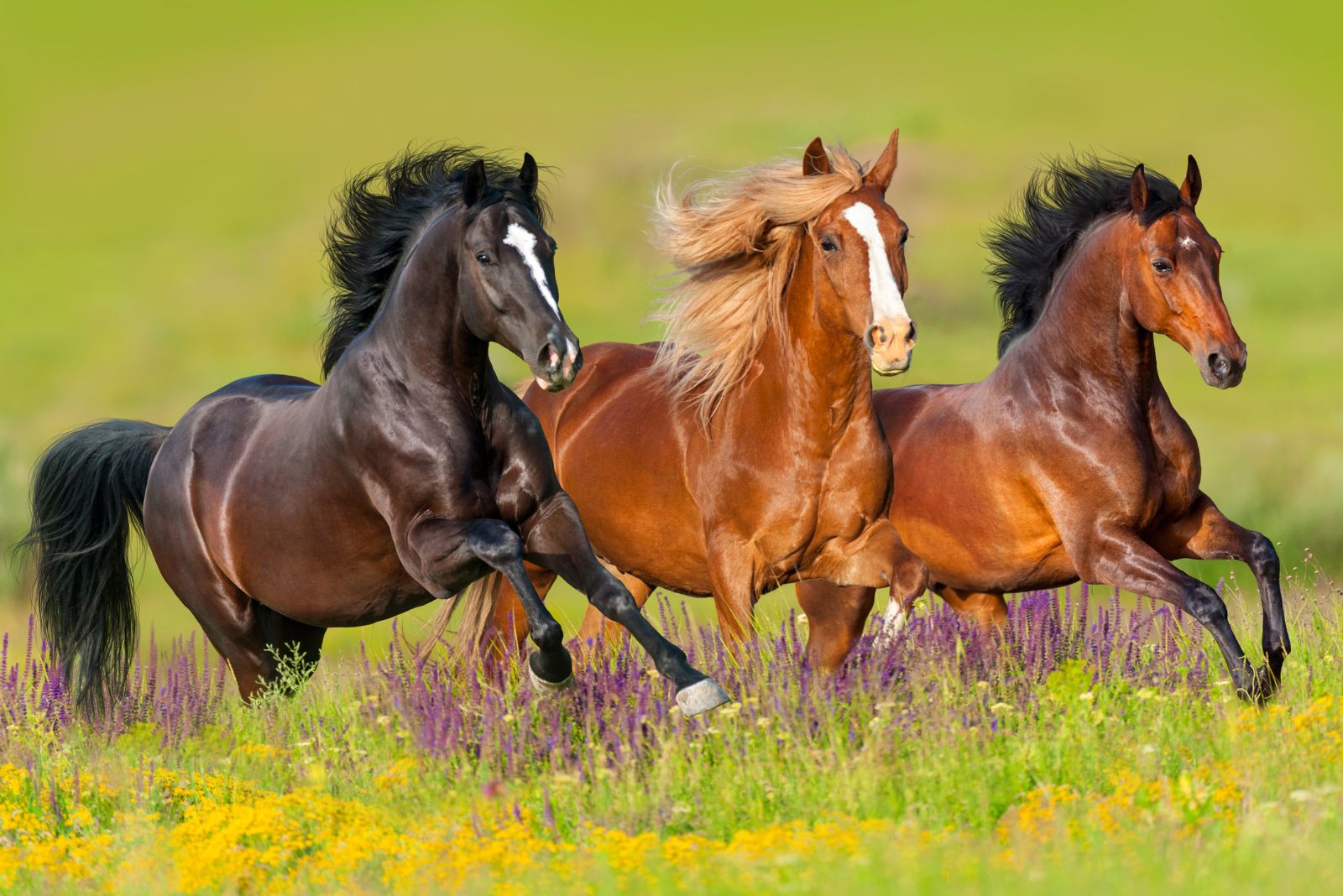 Horses