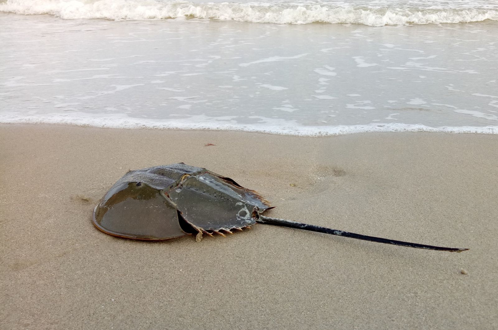 Horseshoe Crab