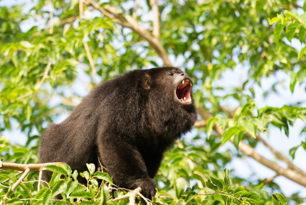 Howler Monkey