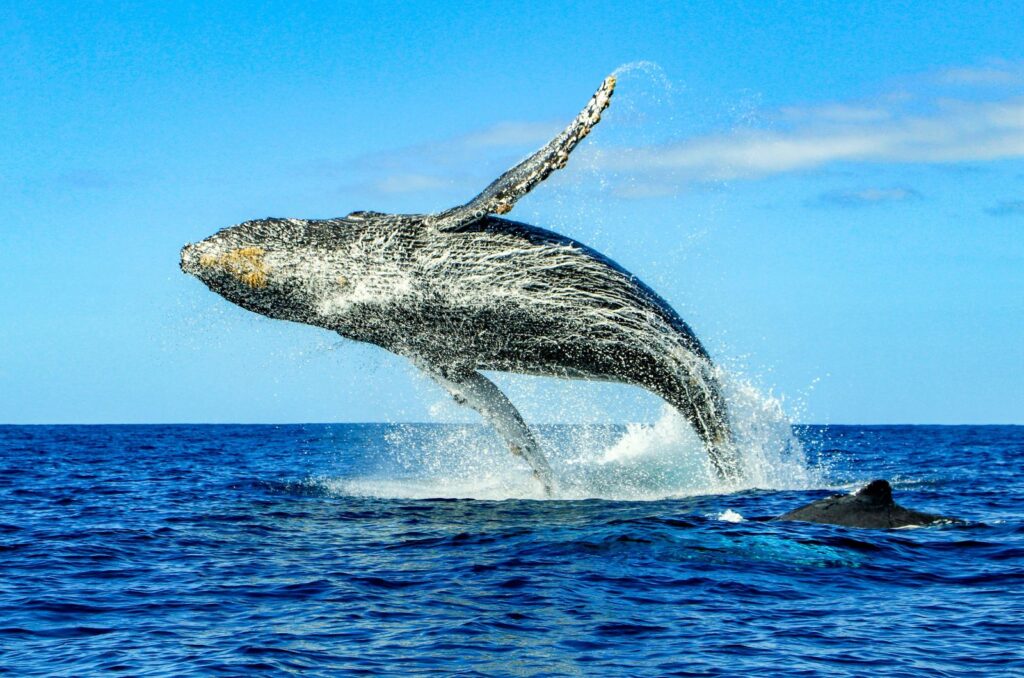 Humpback Whale