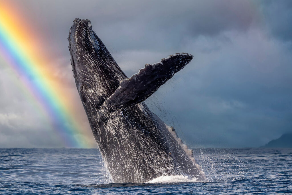 Humpback Whales