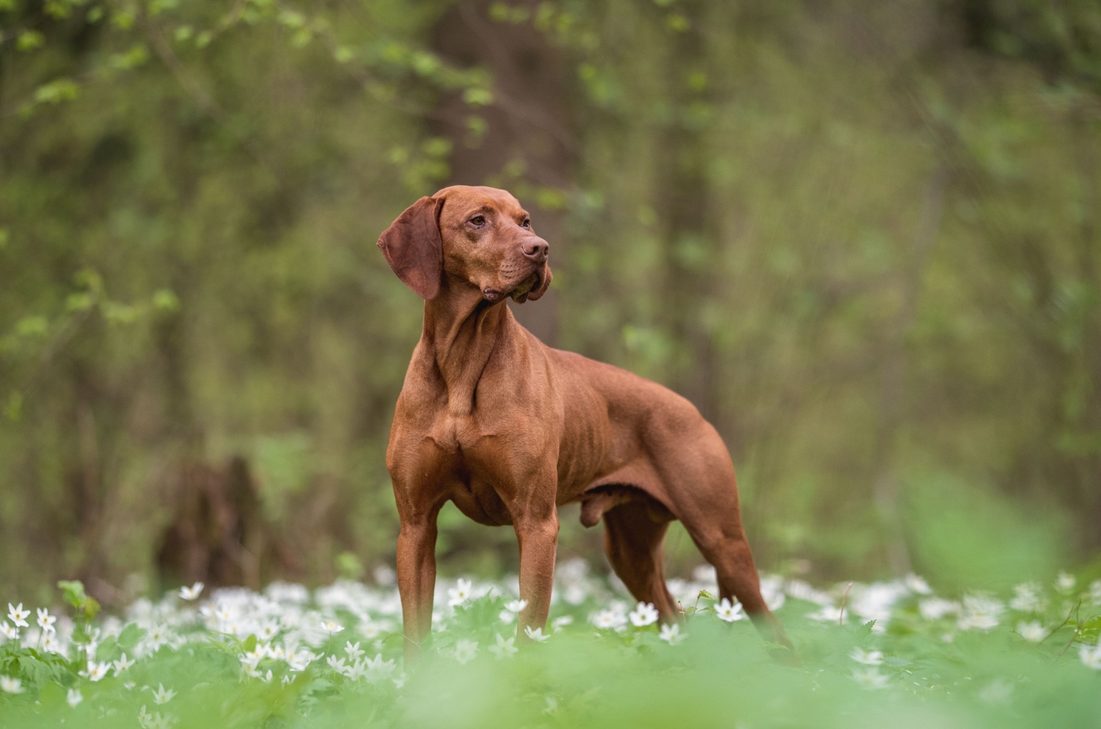 Hungarian Vizsla