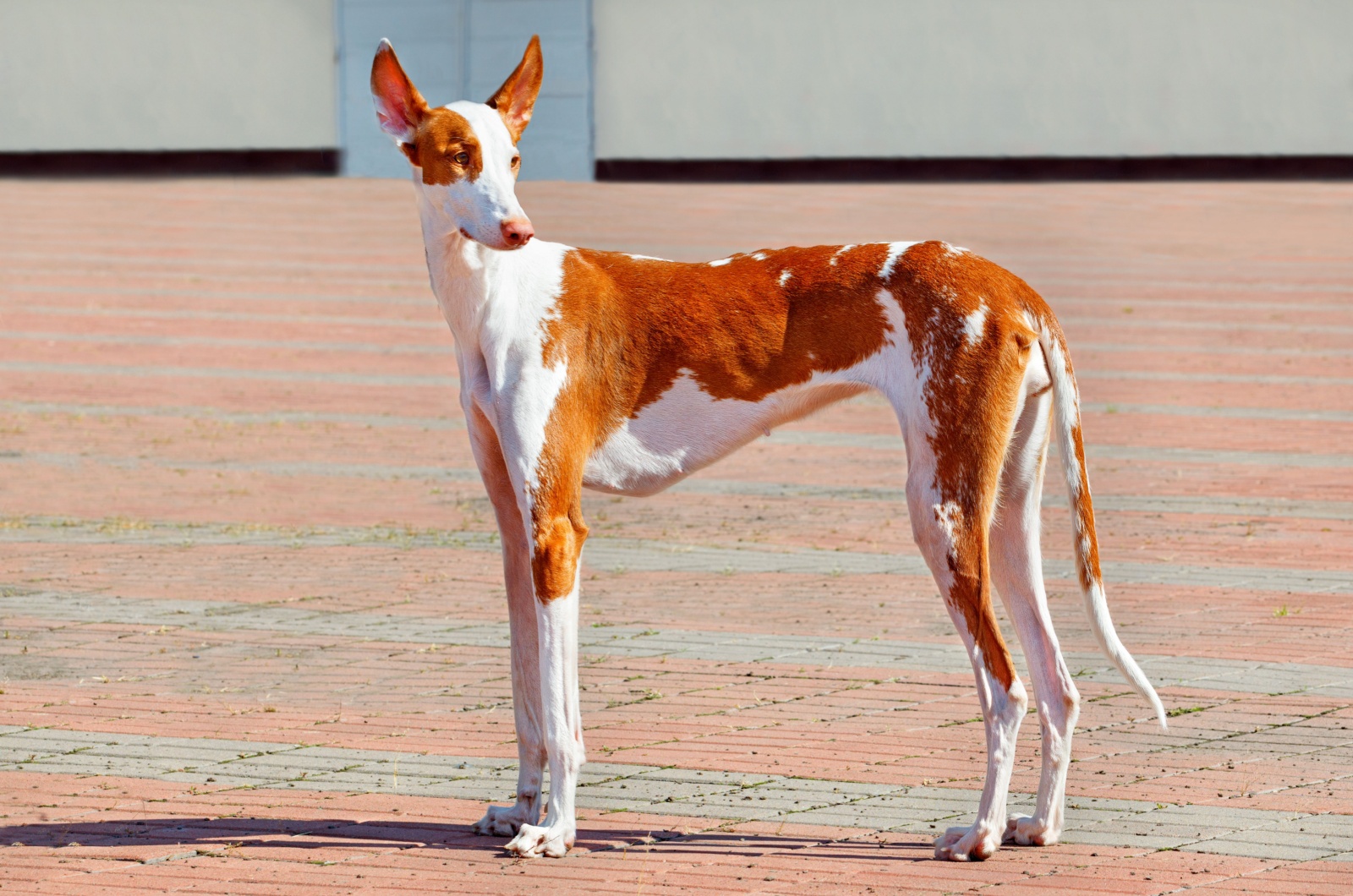 Ibizan Hound