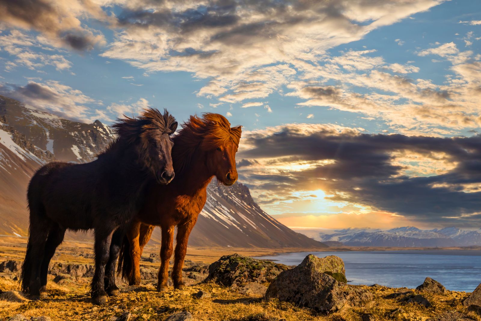 Icelandic Horse