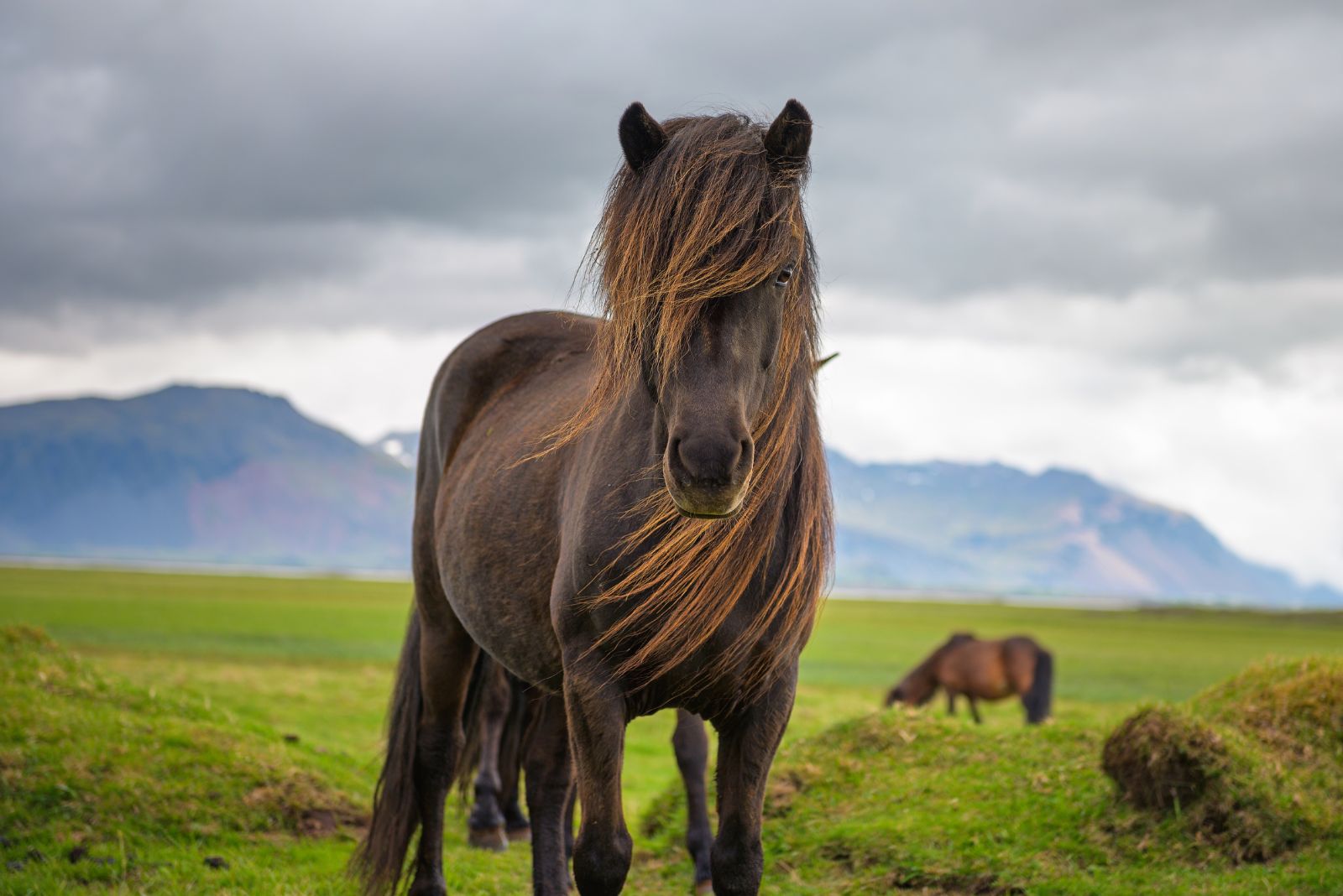 Icelandic Horse