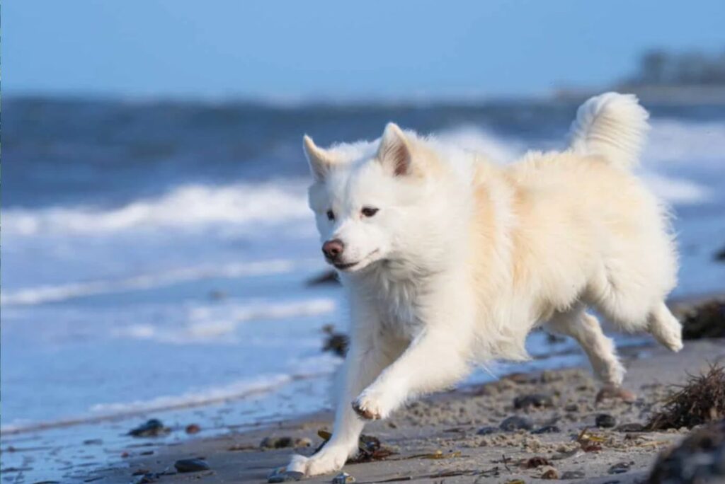 Icelandic Sheepdog