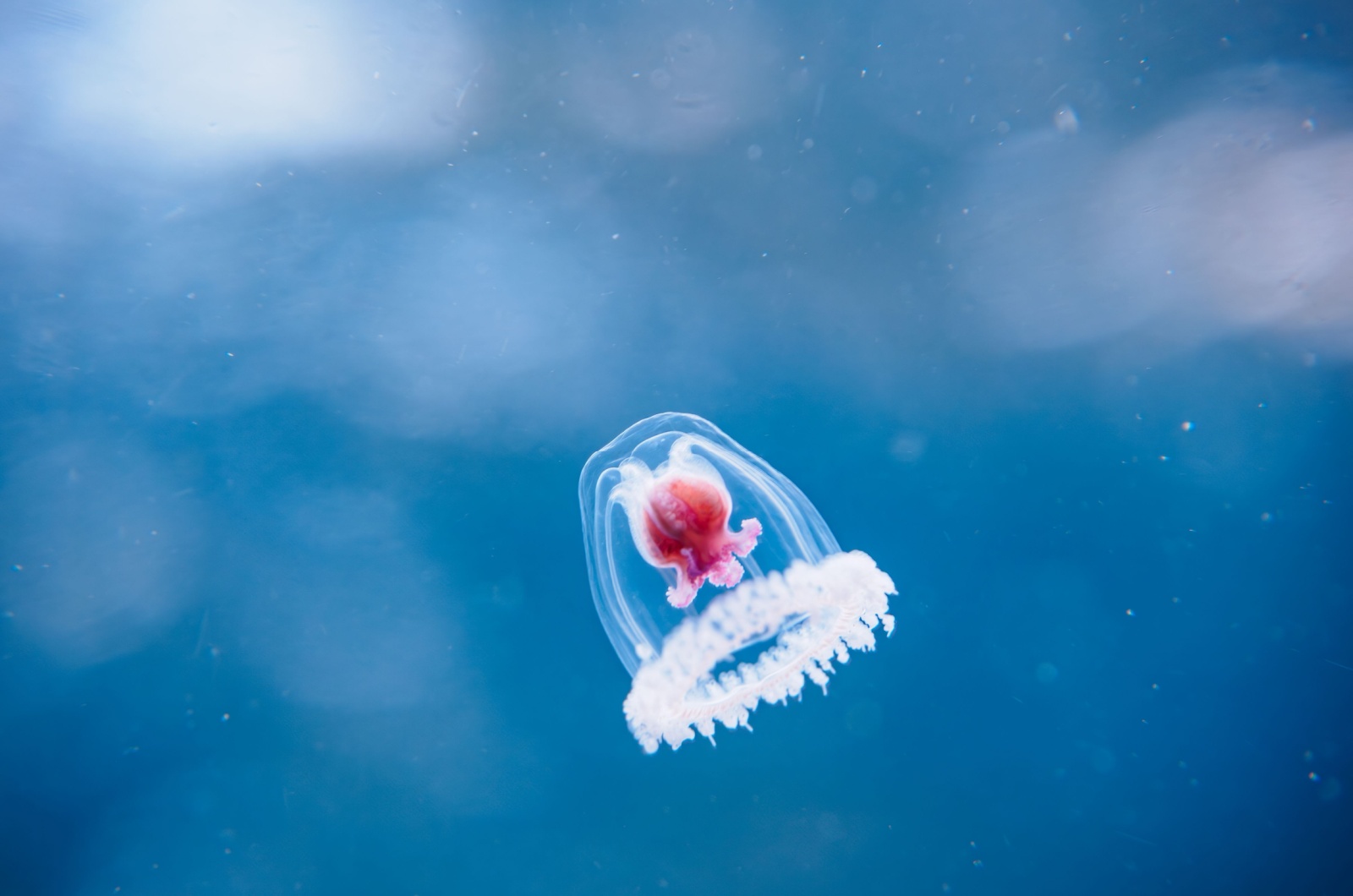 Immortal Jellyfish