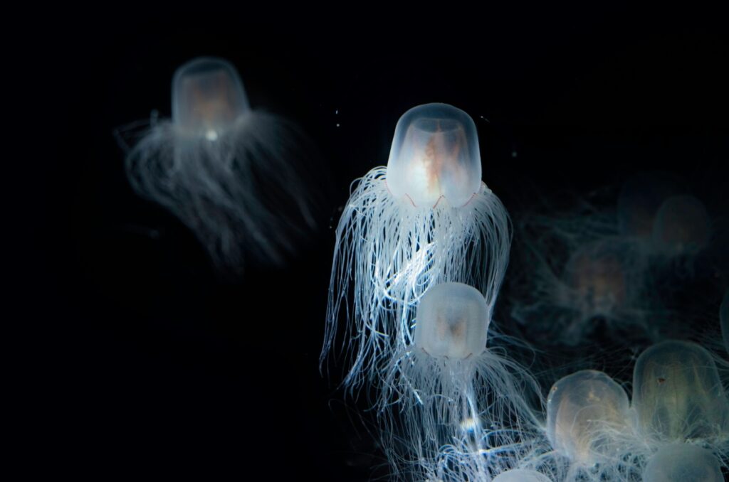 Immortal Jellyfish