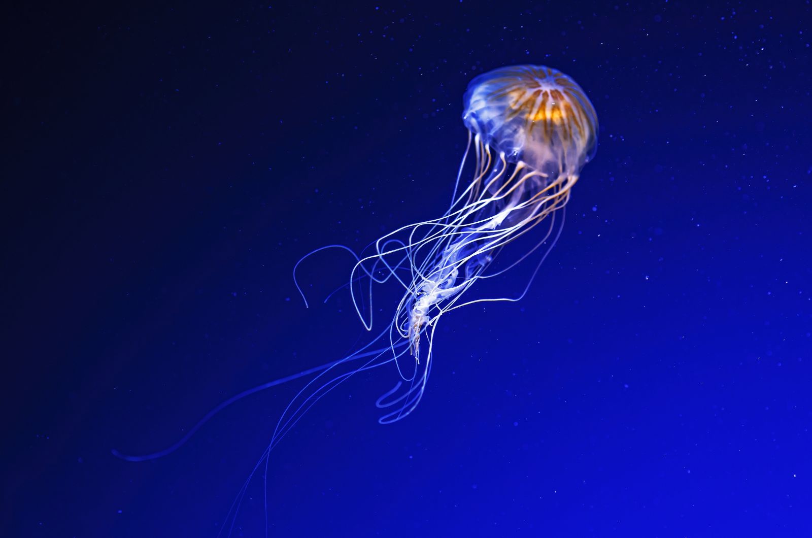 Immortal Jellyfish