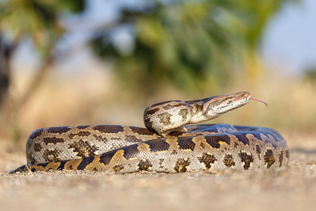 Indian Python