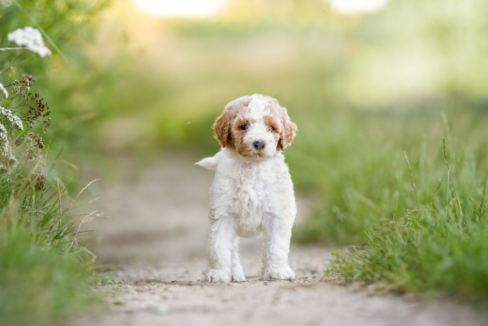 Irish Doodle dog