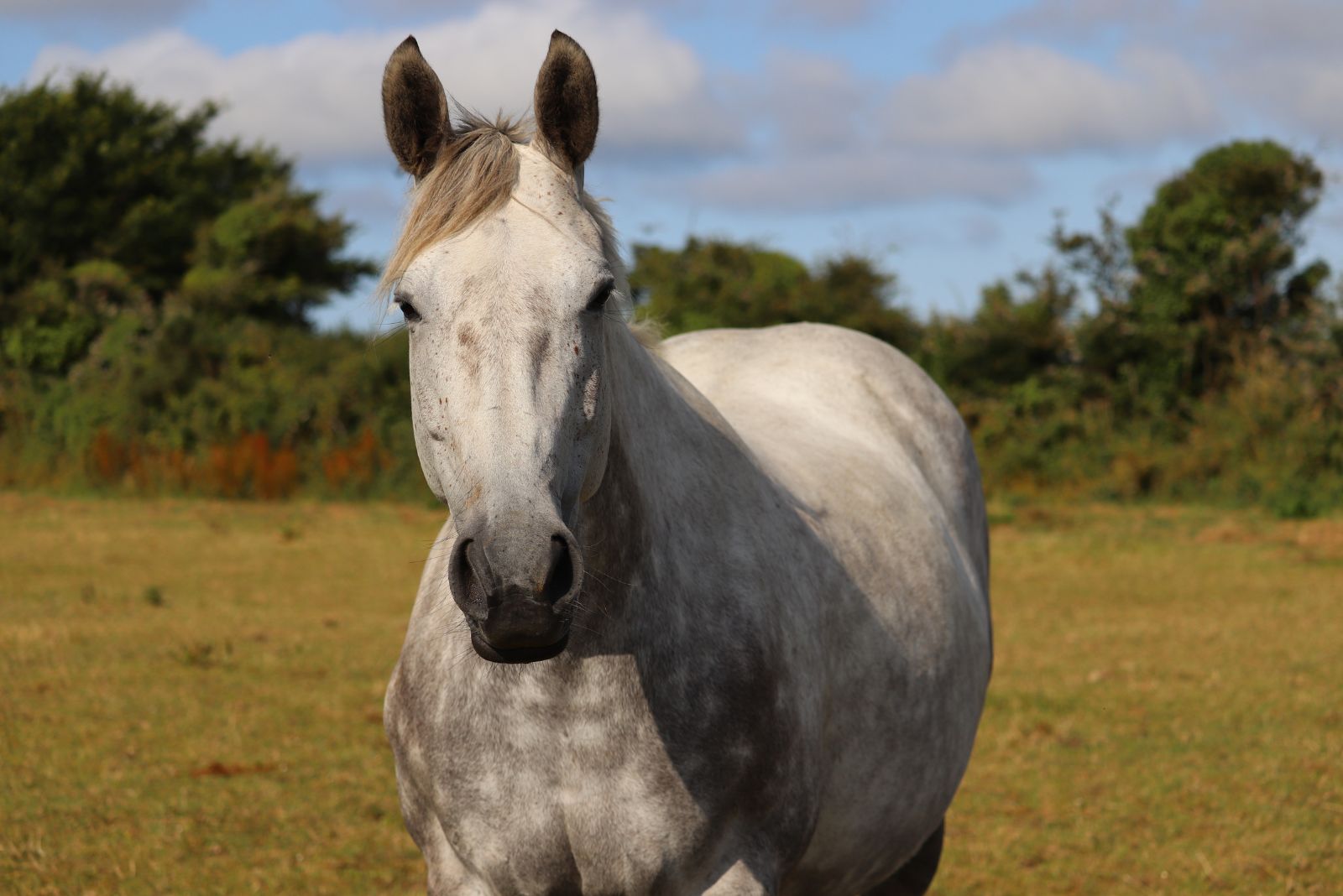 Irish Draught horse