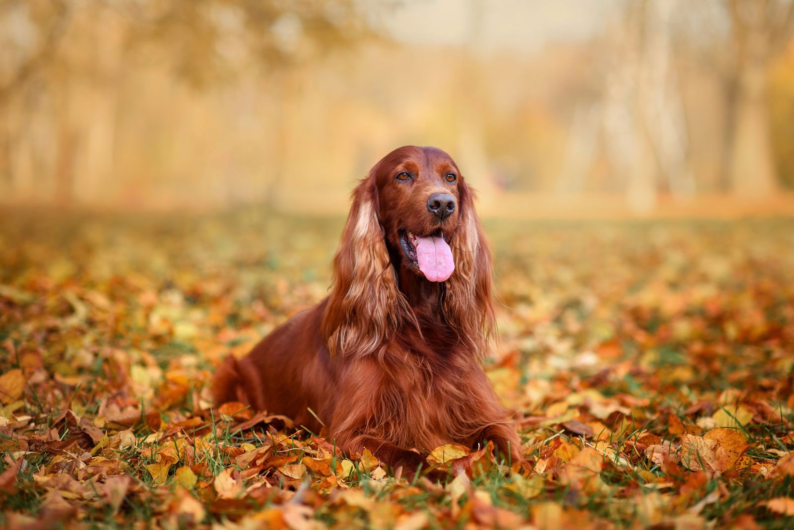 Irish Setter