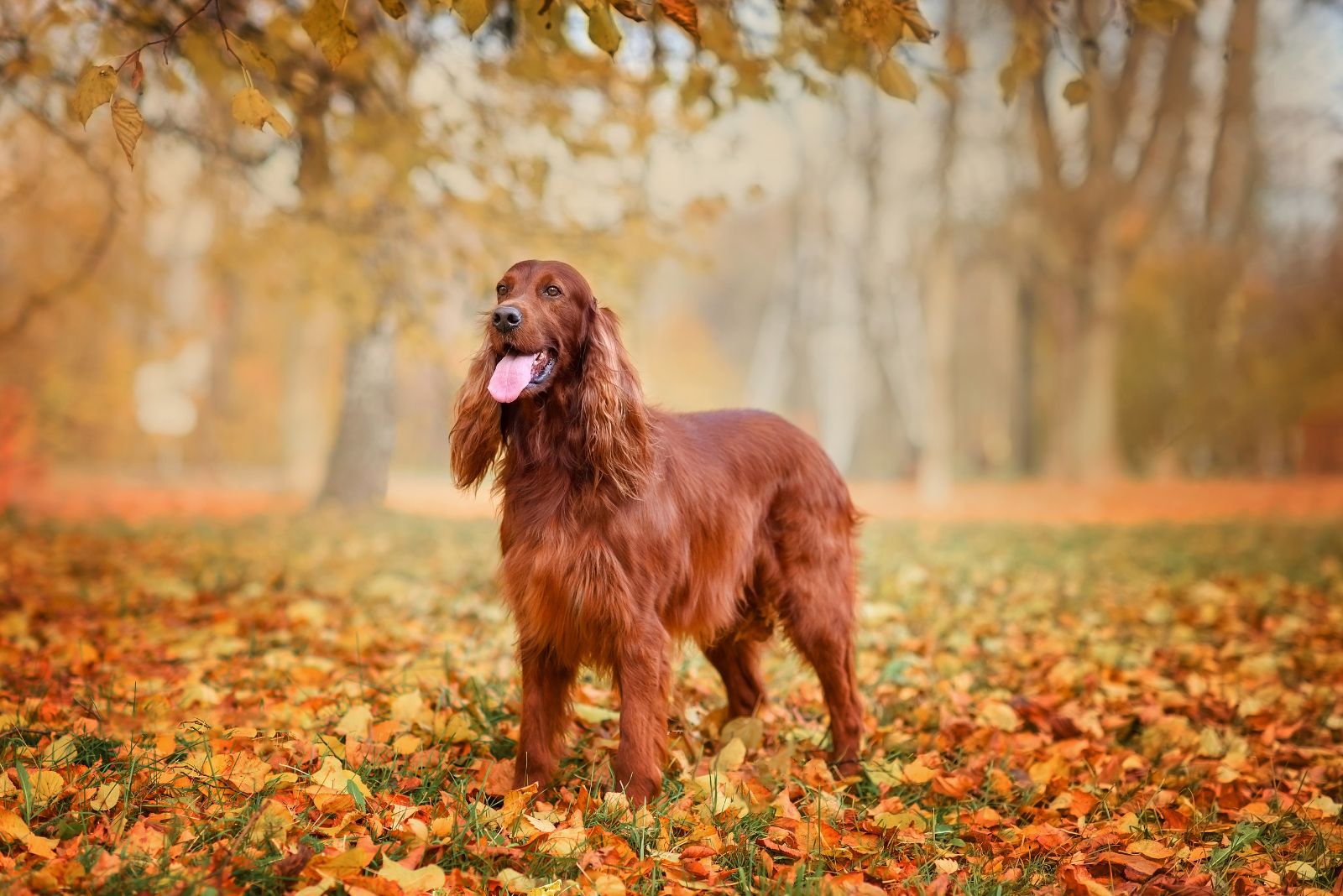 Irish Setter