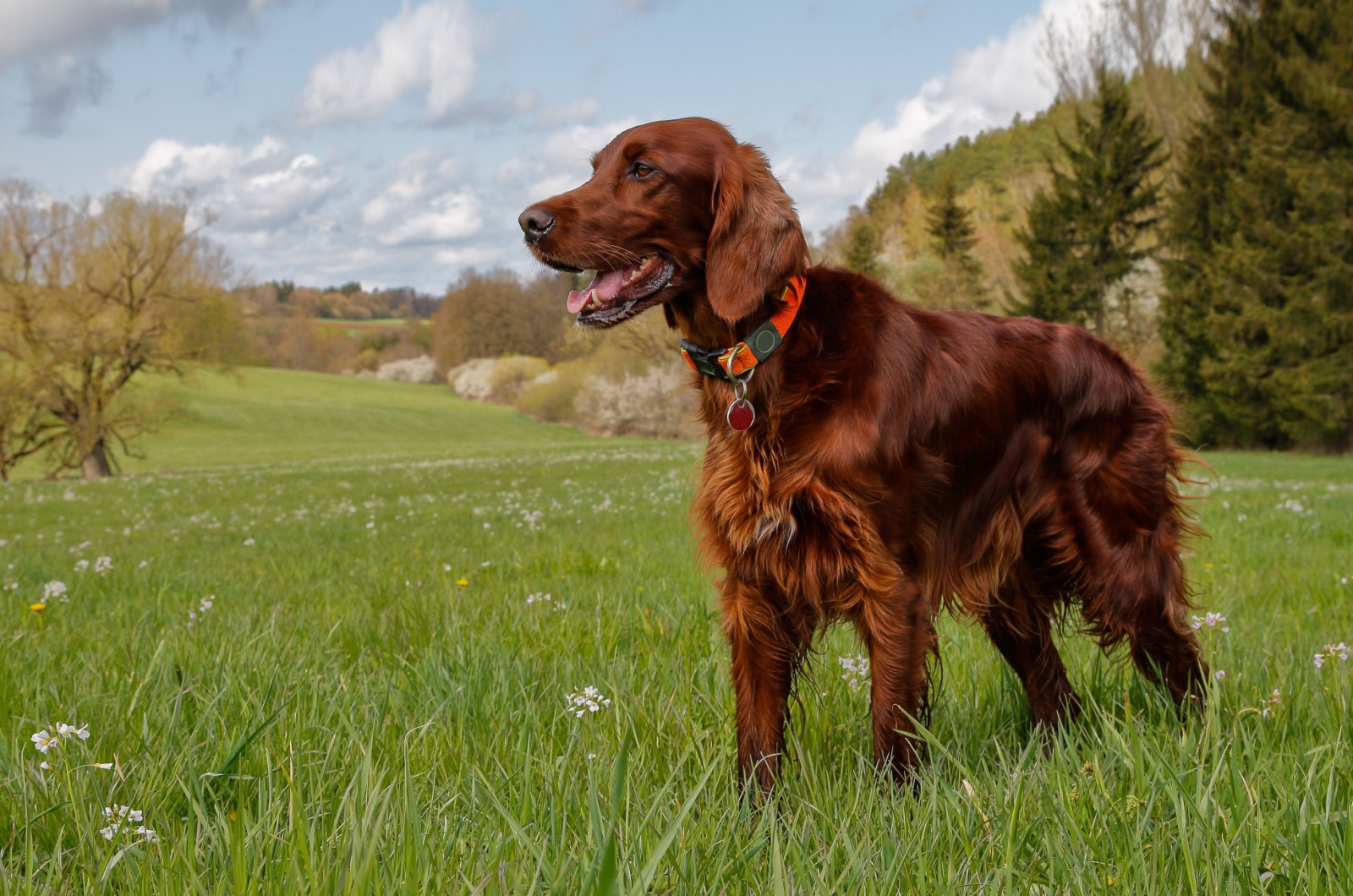 Irish Setters