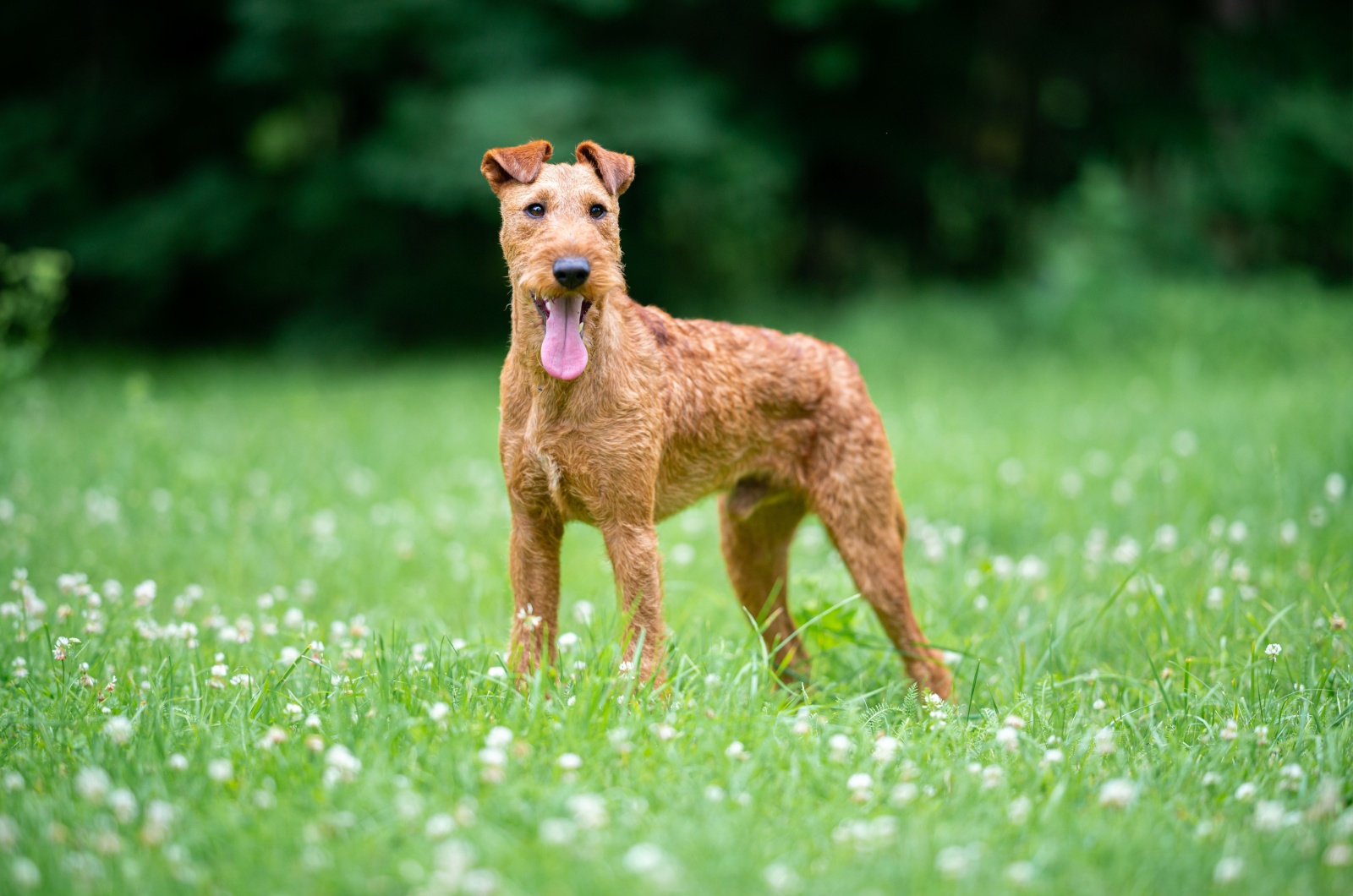 Irish Terrier