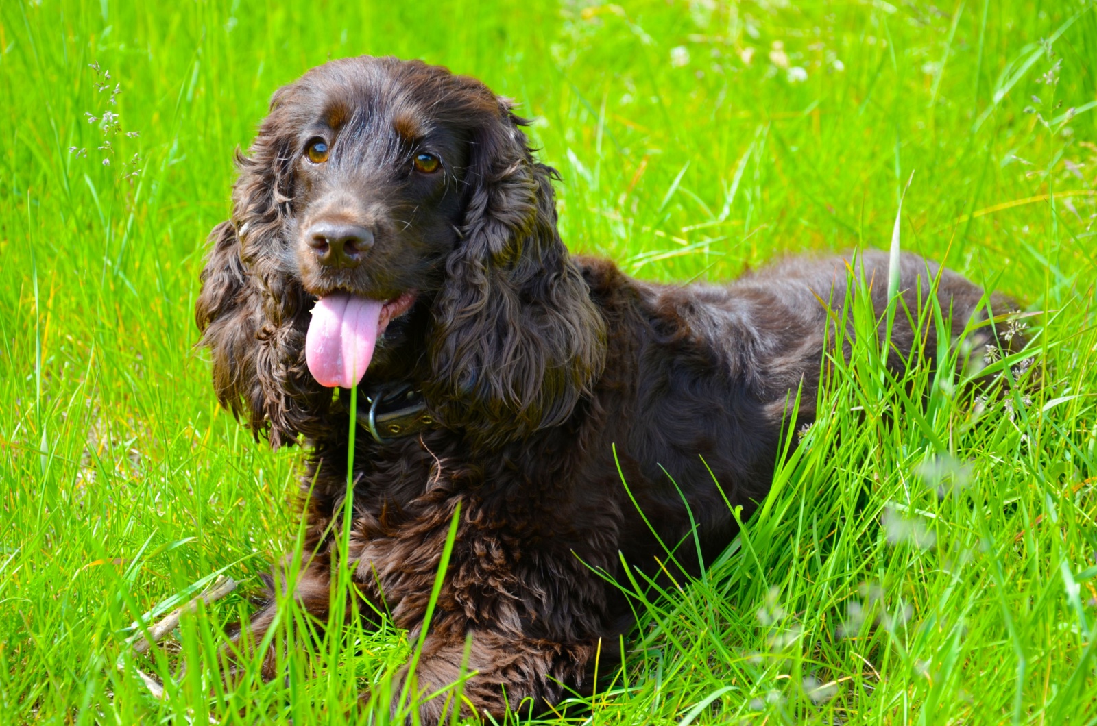 Irish Water Spaniel