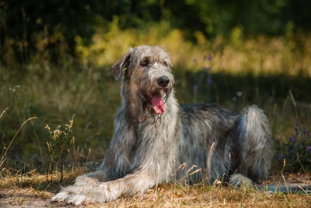 Irish Wolfhound