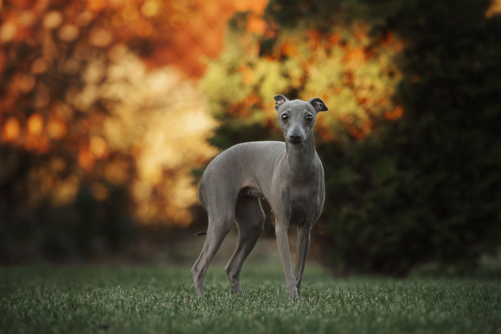 Italian Greyhound