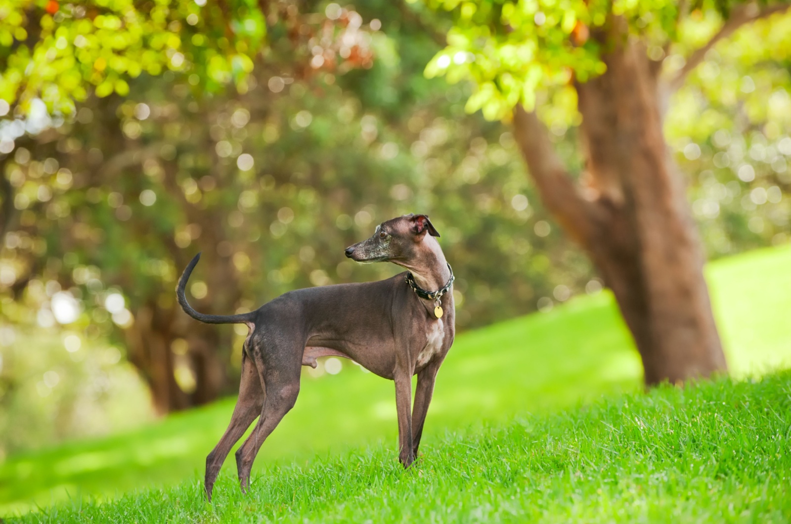 Italian Greyhound