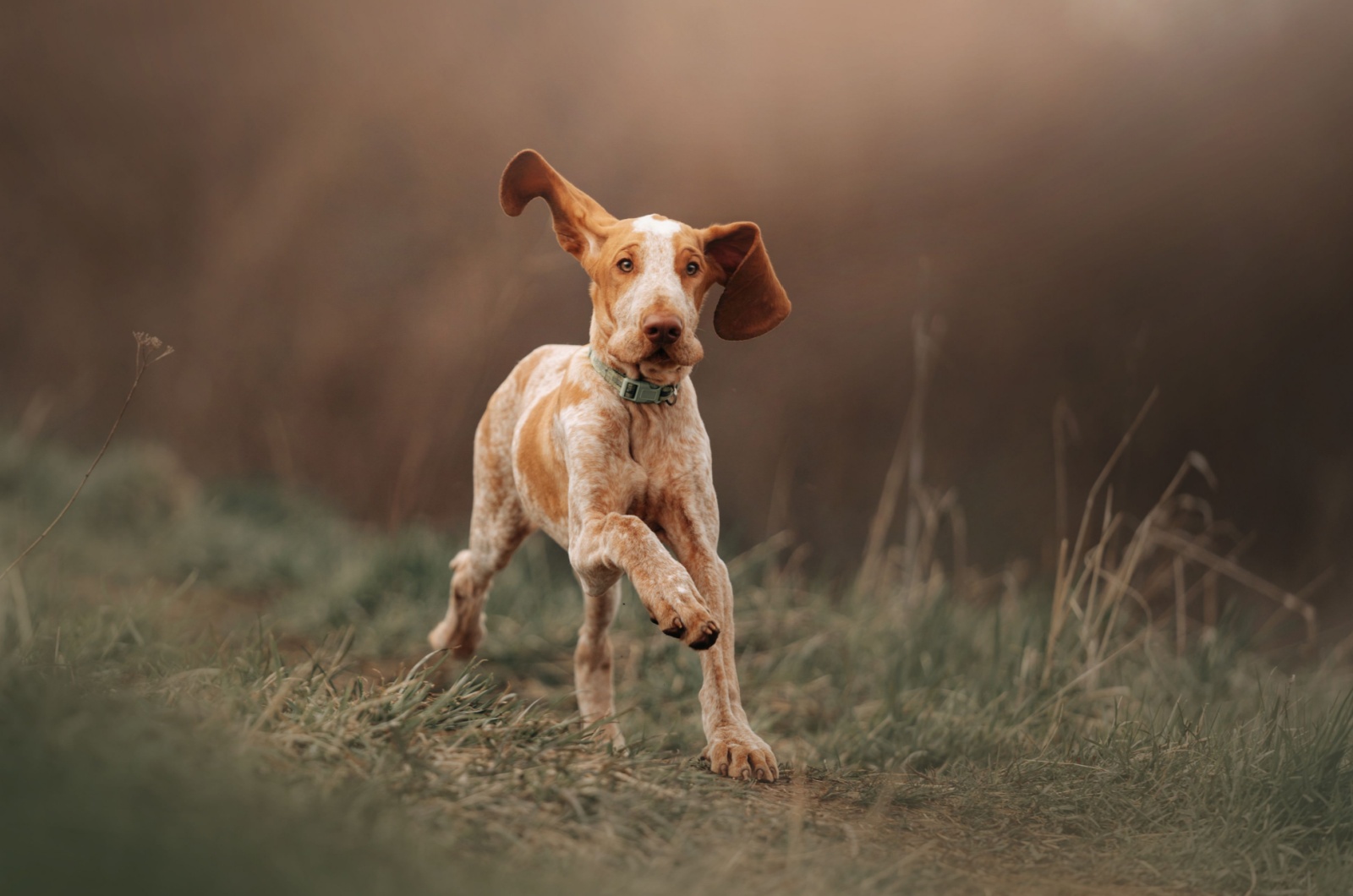 Italian Hound