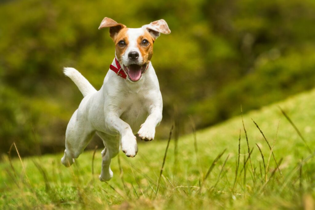 Jack Russel Terrier 