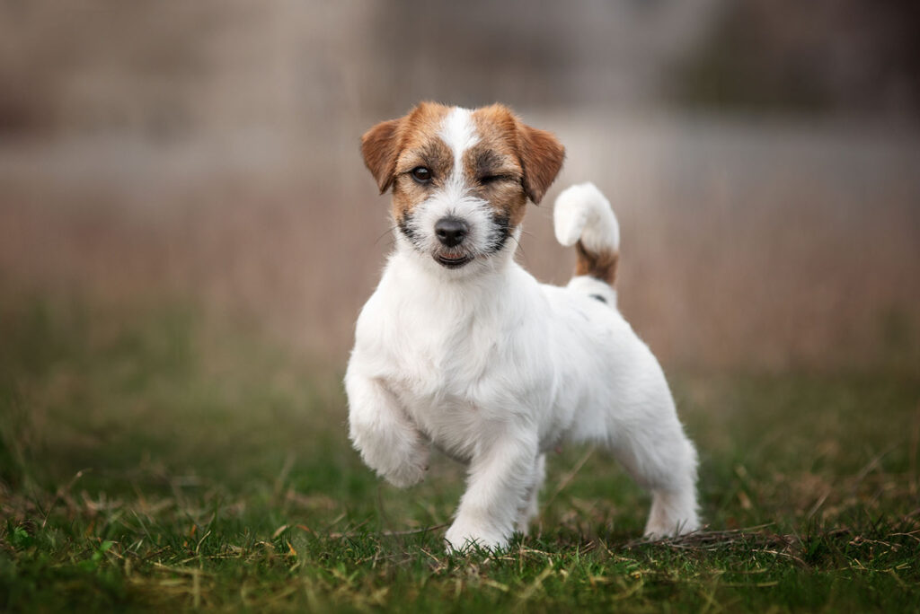 Jack Russel Terrier