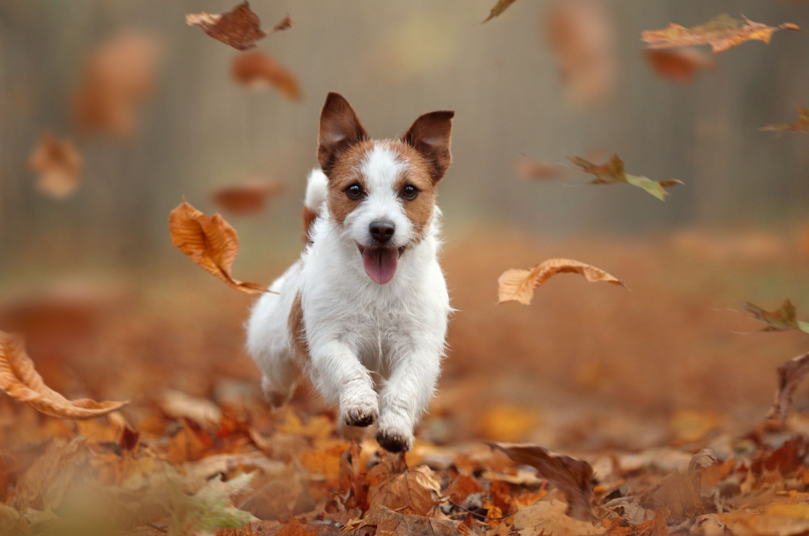 Jack Russell Terrier