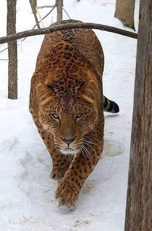 Jaglion