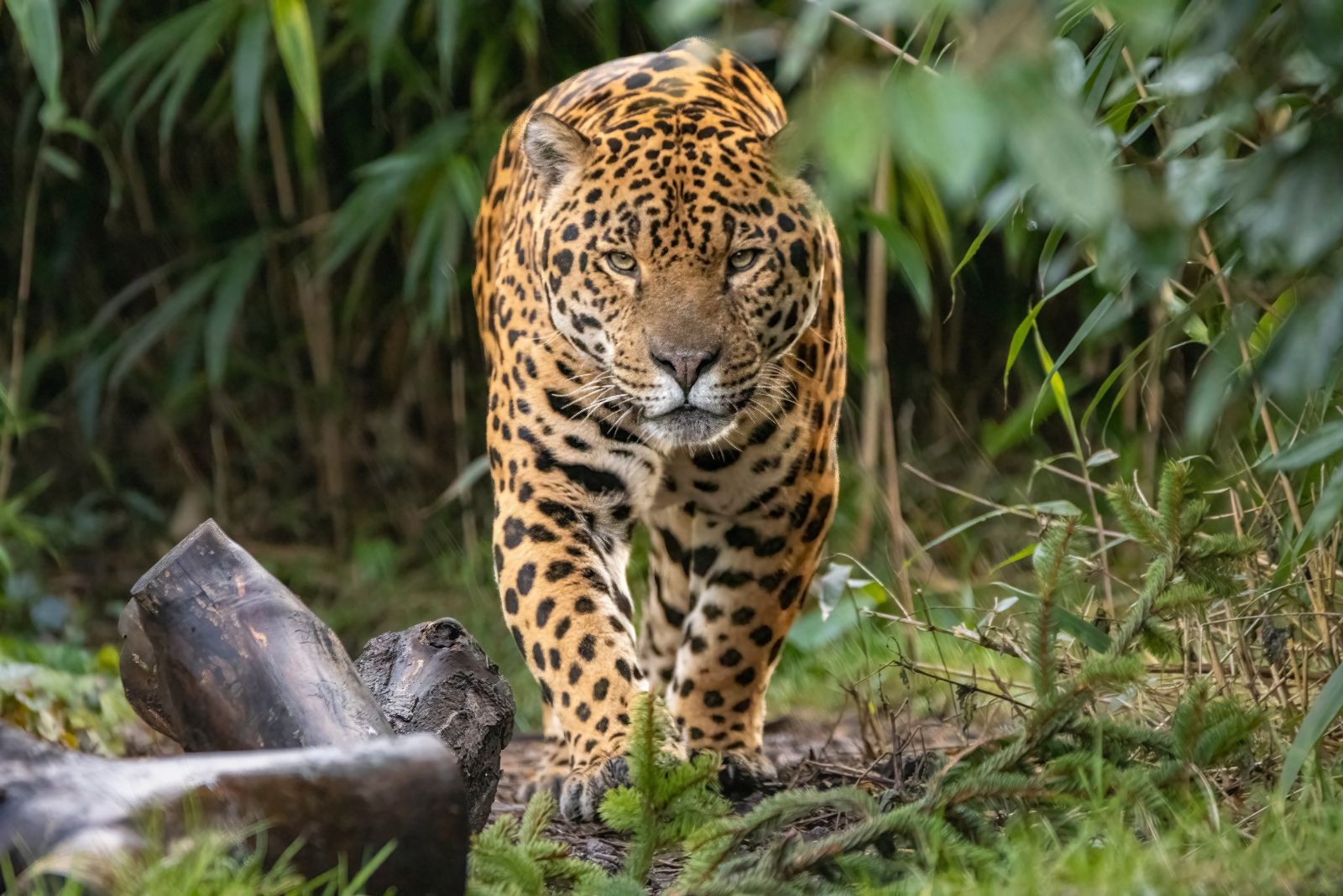 Jaguar